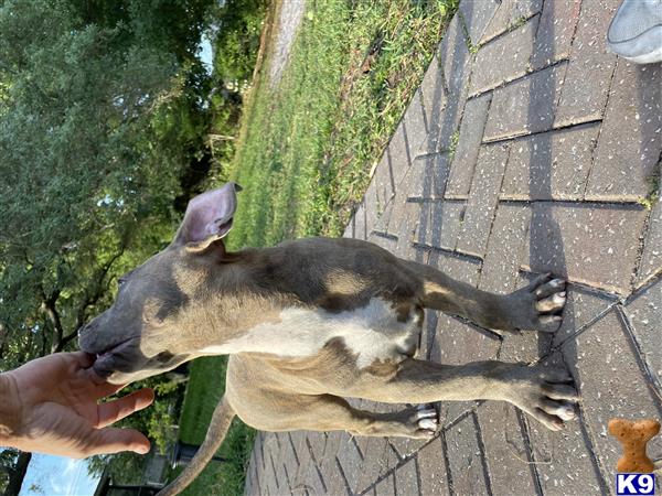 BluBully1 Picture 2
